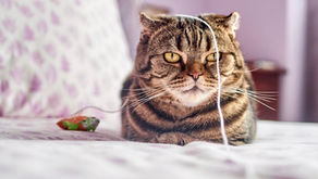 Cuyamaca Animal Hospital’s Guide to Environmental Enrichment for Cats