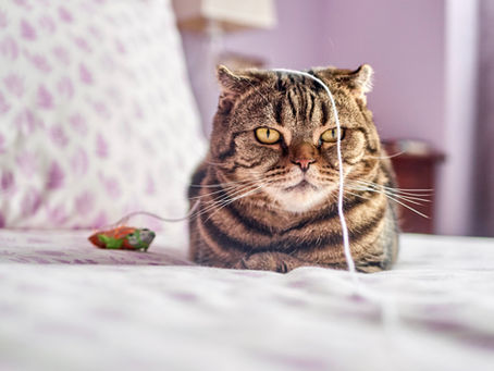 Cuyamaca Animal Hospital’s Guide to Environmental Enrichment for Cats