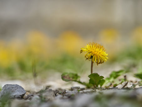 In praise of dandelions: for May Day