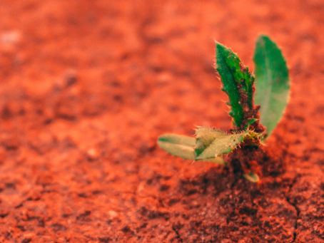 Regional Soil Coordinator now based at Mallee’s drought hub