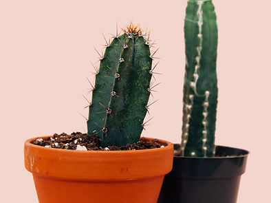 Image by charlesdeluvio