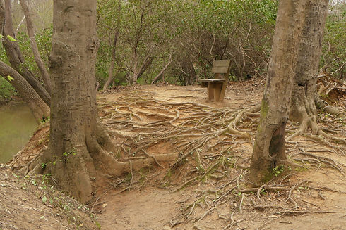 Image by Patti Black