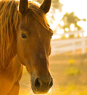 Image by Kelly Forrister