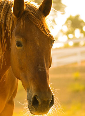Image by Kelly Forrister