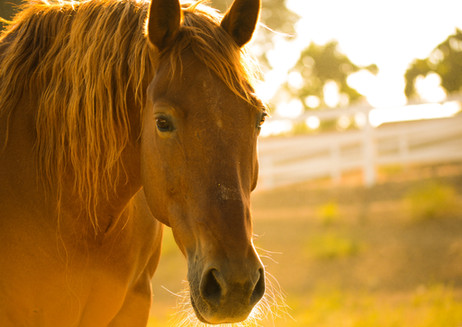 Horses