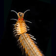 Image by Noé Sardet
