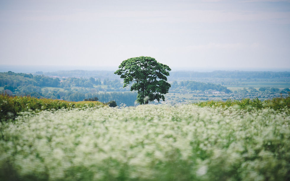 Rural england field covered in white flowers with trees in background