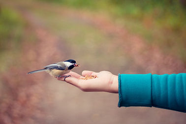 Image by Bonnie Kittle
