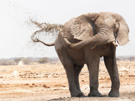 The Elephant with the Yellow Paint