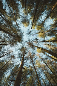 Image by Annie Spratt