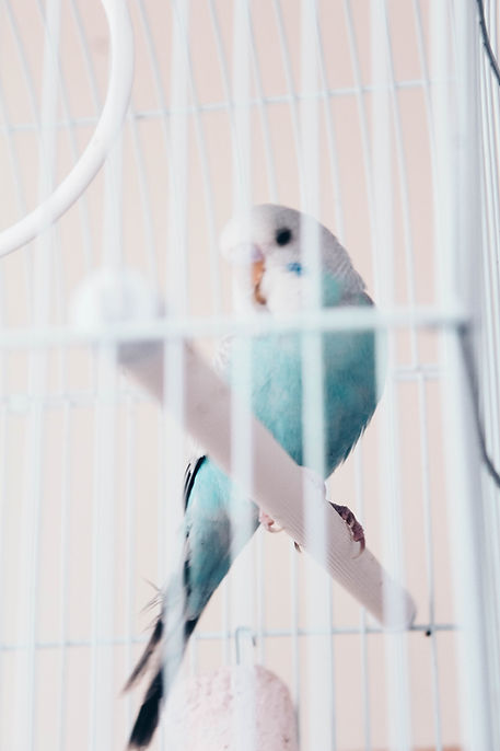 Blue and white bird in a white cage being cared for by Bird Girl Pet Services professional pet sitter in Nassau County, NY