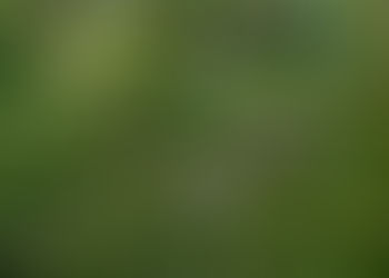 הוויטמין הסודי K2