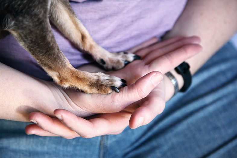 VOCN - A TeleMedicine Platform -VETERINARY CARE - VETS ON CALL NETWORK