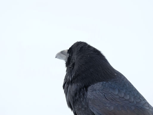 After the Good News, The Raven