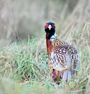 Image by Robert Horobin