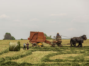 9 Differences Between Agriculture and Horticulture: A Comprehensive Guide