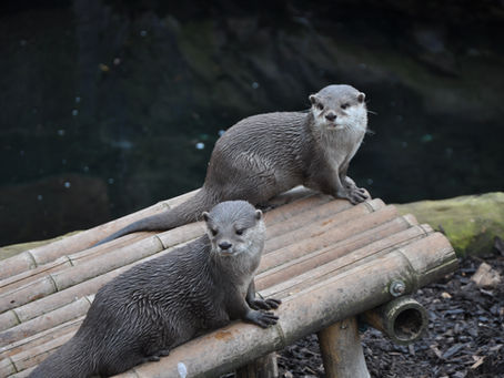 Two otters escape from Nomad's Animal Adventure in Oklahoma