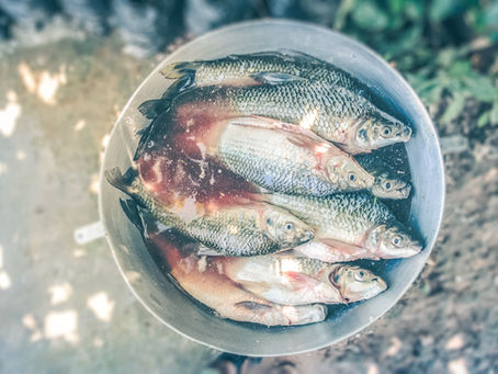 The Bait Bucket