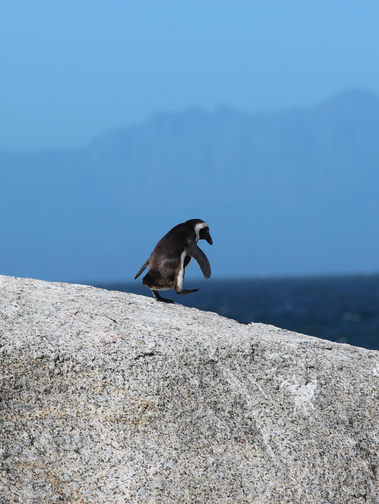 Image by joel herzog