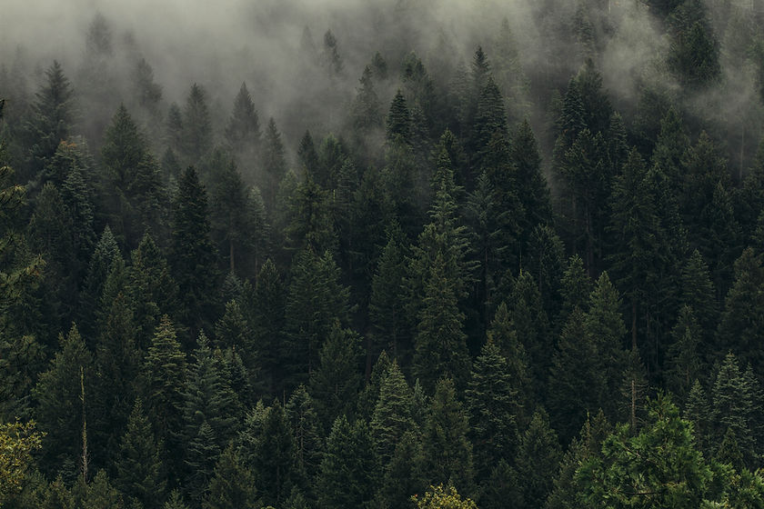 Image by Dan Otis