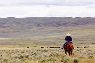 Image by John Kakuk
