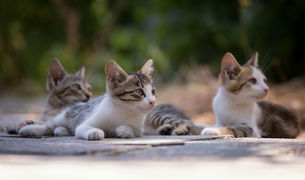 名古屋市でのら猫対策にお悩みの方へ