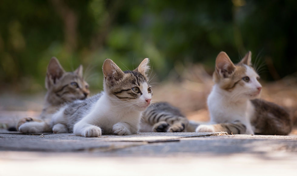 Image by Anton Atanasov