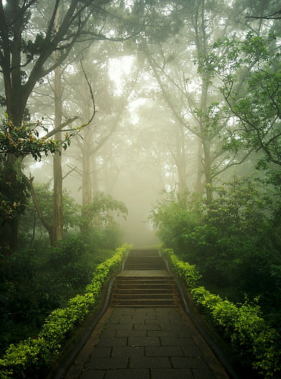Steps rise through a forest glade with mist beyond