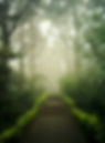Misty path Image by Sebin Thomas