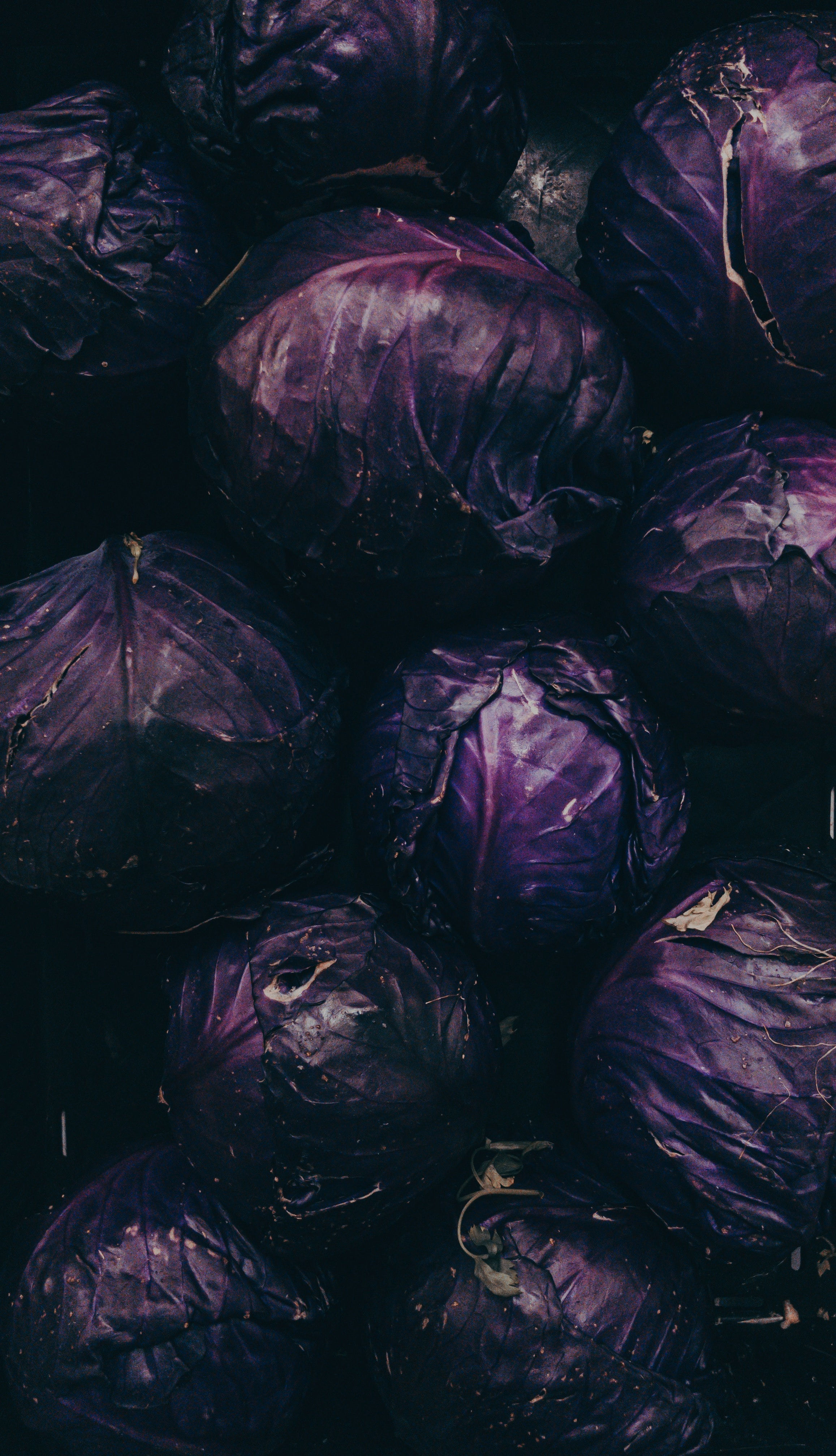 Red Cabbage (each)