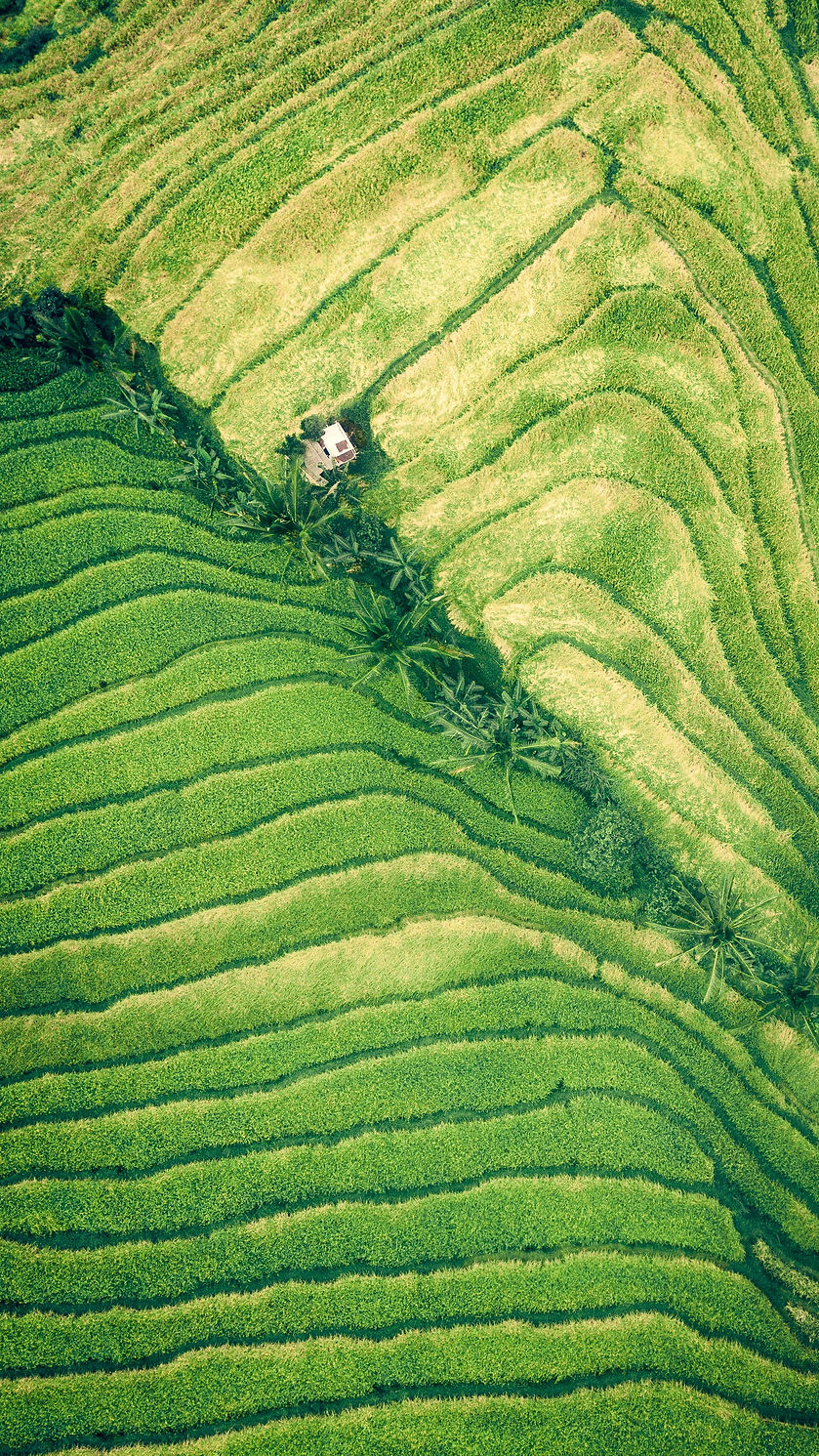 Image by Ivan Bandura
