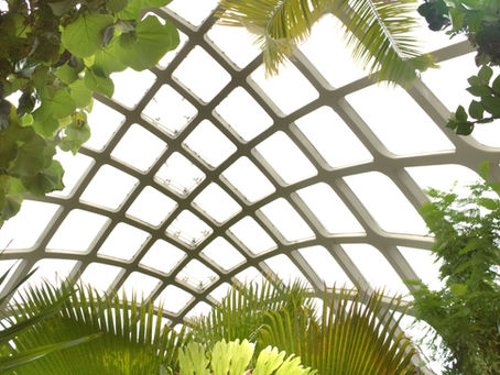 Biophilia: A LOVE FOR ALL THINGS NATURAL
