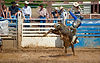 rodeo cowboy bucking bull out of the chute Image by marc phillips