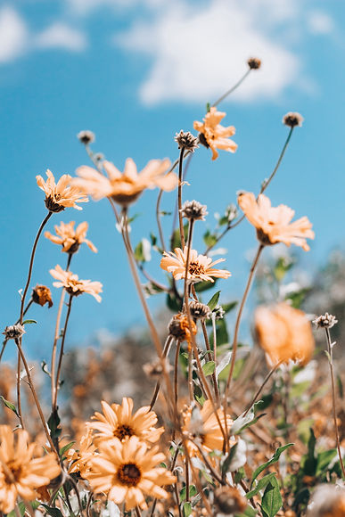 Image by Marisol Casben