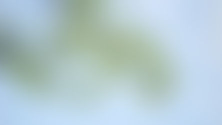 2025/11/19 Time to Get Your Branch MPP Up and Running