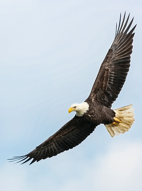 Image by Mathew Schwartz