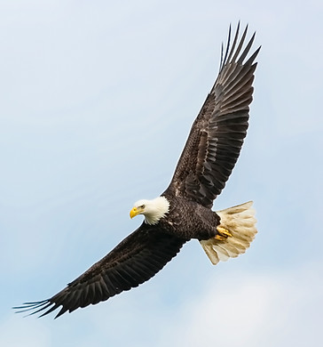 Image by Mathew Schwartz
