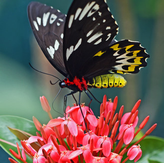 Image by David Clode