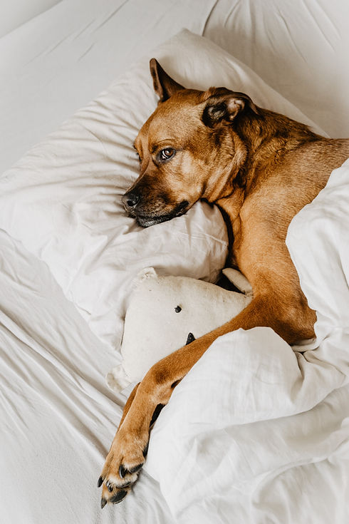 Image by Ruby Schmank