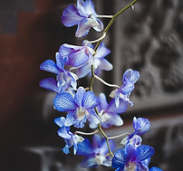 Image by Kseniia Ilinykh