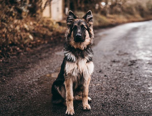 german shepherd sitting on the trail