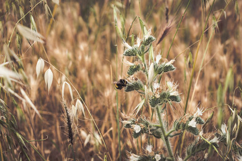 Health for All Seasons: Late Summer, or "Fifth Season"