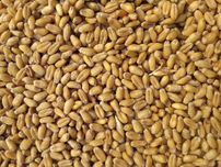 India’s Ban on Wheat Exports