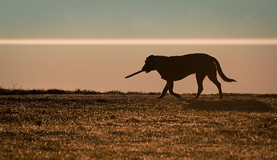 Image by Frank Busch