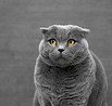 Katze hat Angst 