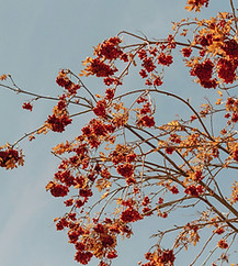 Image by Tanbir Mahmud