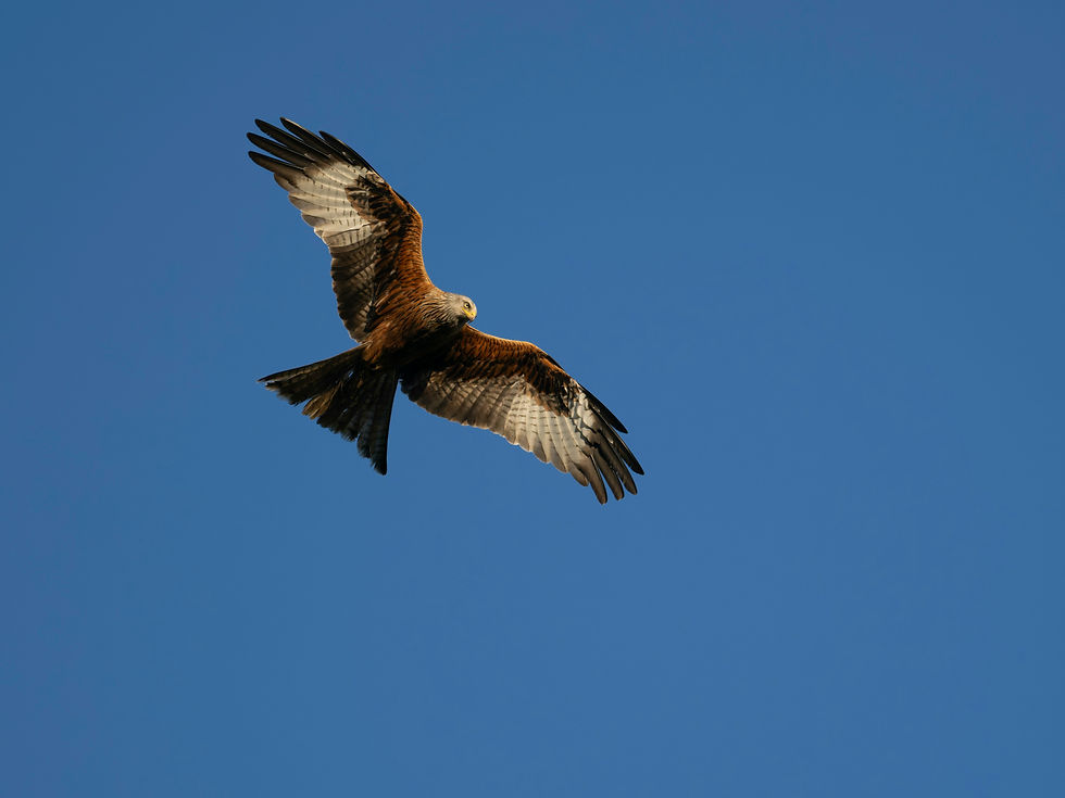 Rotmilan im Flug blauer himmel