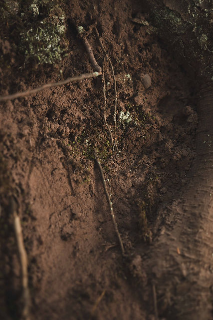 Image by Liam Briese