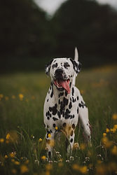Buy Dalmatian Puppy | Pets Shopping Platform | Nearby Pets India
