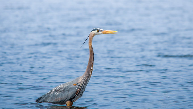 GREAT BLUE HERON